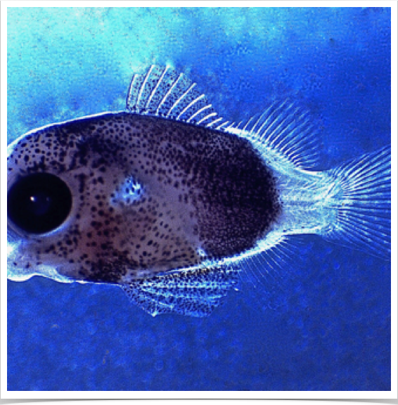 Sergeant Major juvenile grown in captivity - for early life history studies - mariculture research to resplenish tropical coral reef ecosystems.